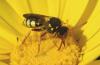 Nomada sp.
